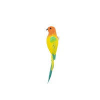 parrot replacement head